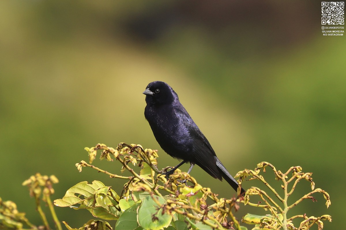 Shiny Cowbird - ML631515217