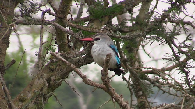 Woodland Kingfisher - ML631515296