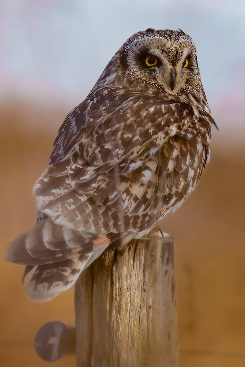 Short-eared Owl - ML631515325