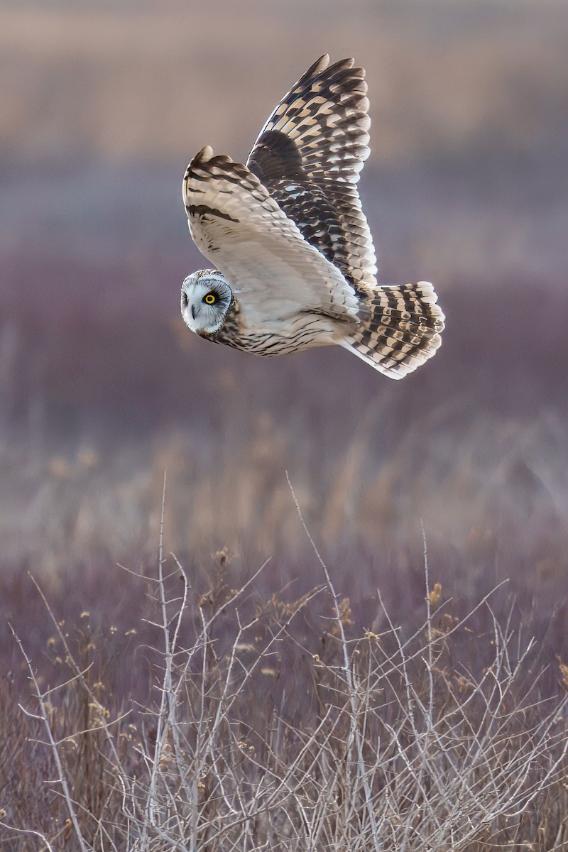 Short-eared Owl - ML631515326