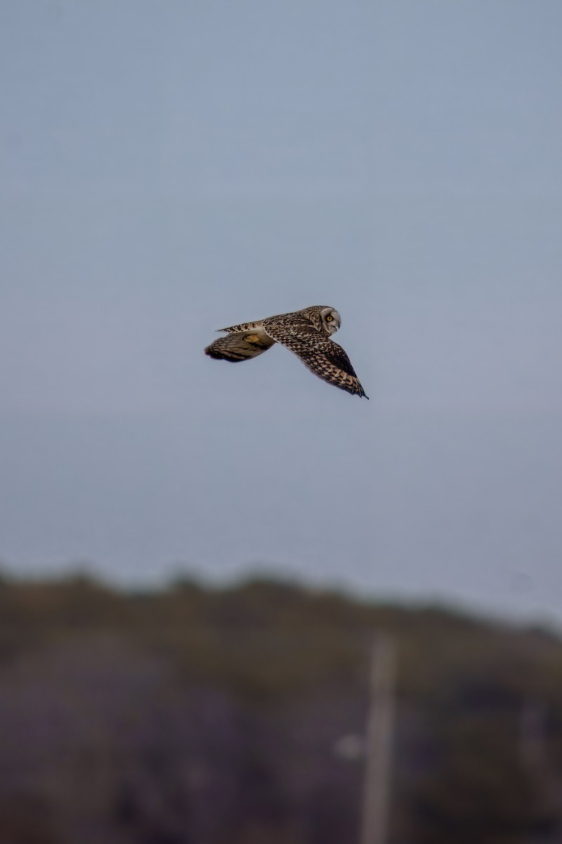Short-eared Owl - ML631515327