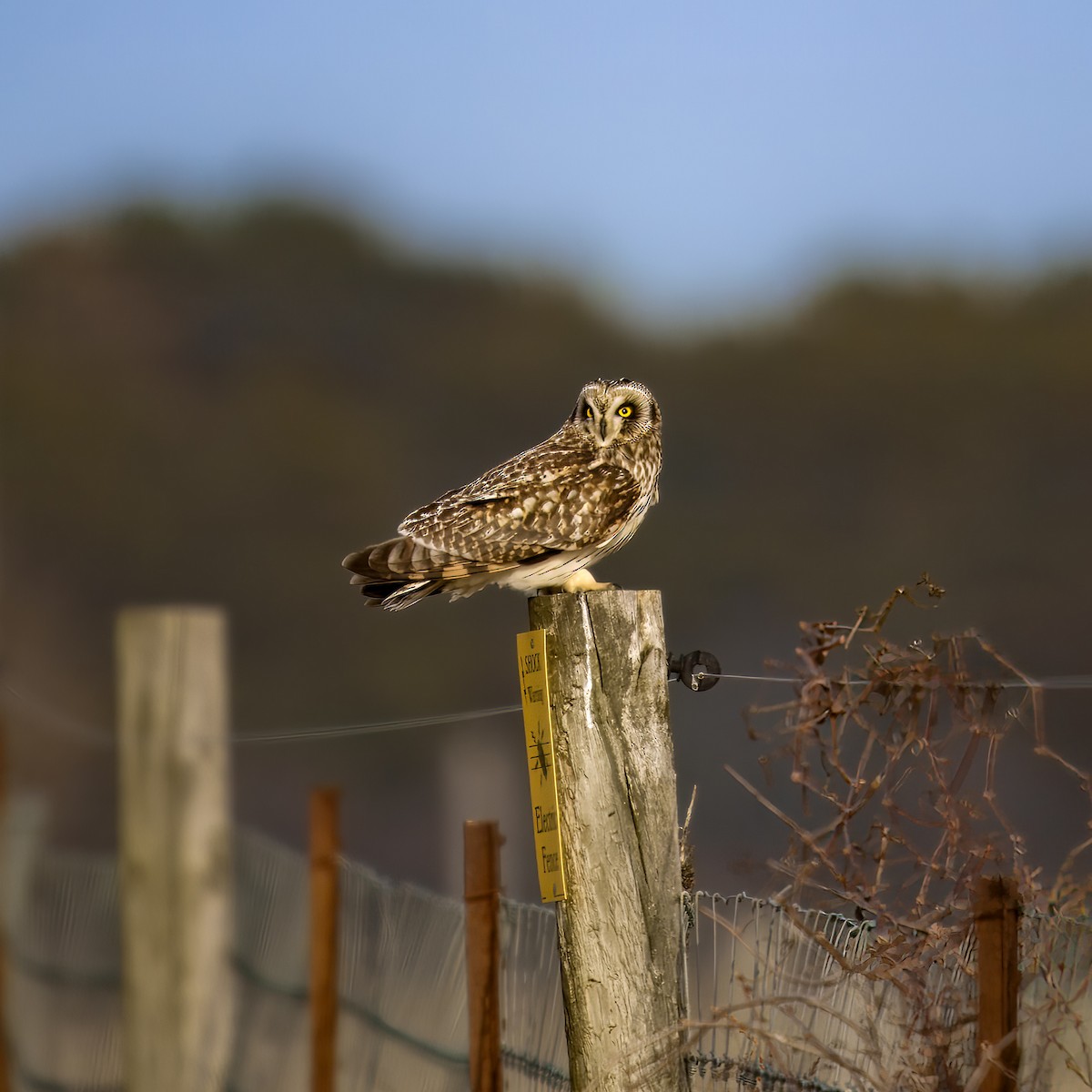 Short-eared Owl - ML631515328