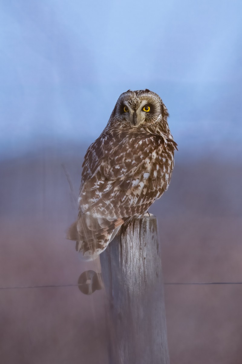 Short-eared Owl - ML631515329