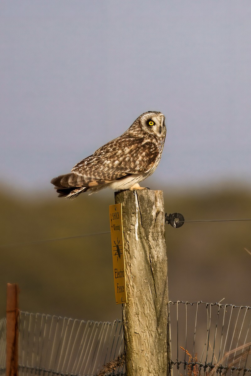 Short-eared Owl - ML631515330