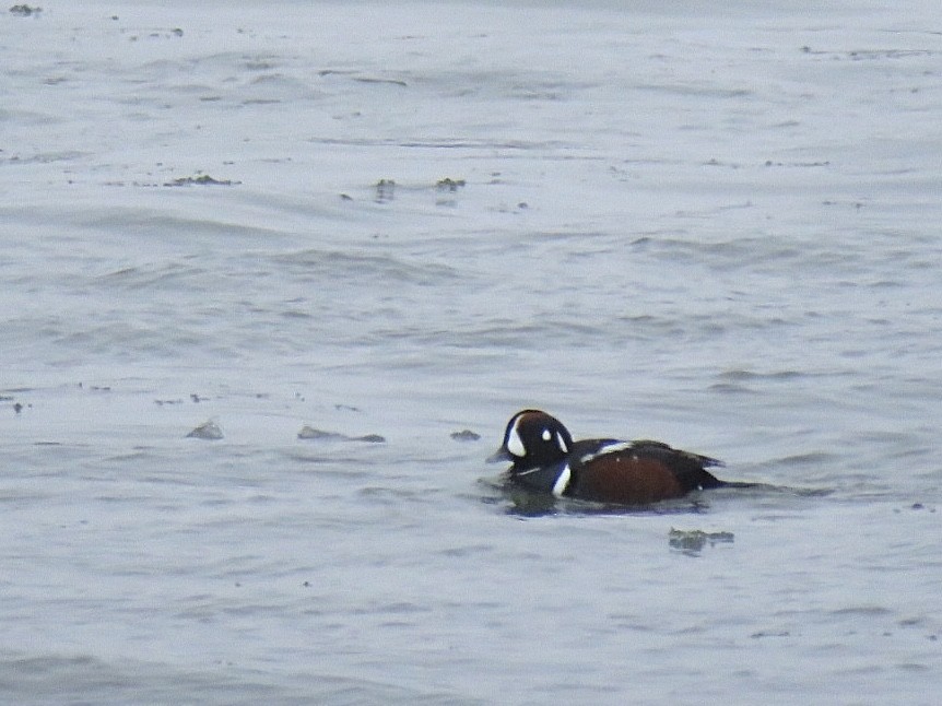 Harlequin Duck - Alec Humann