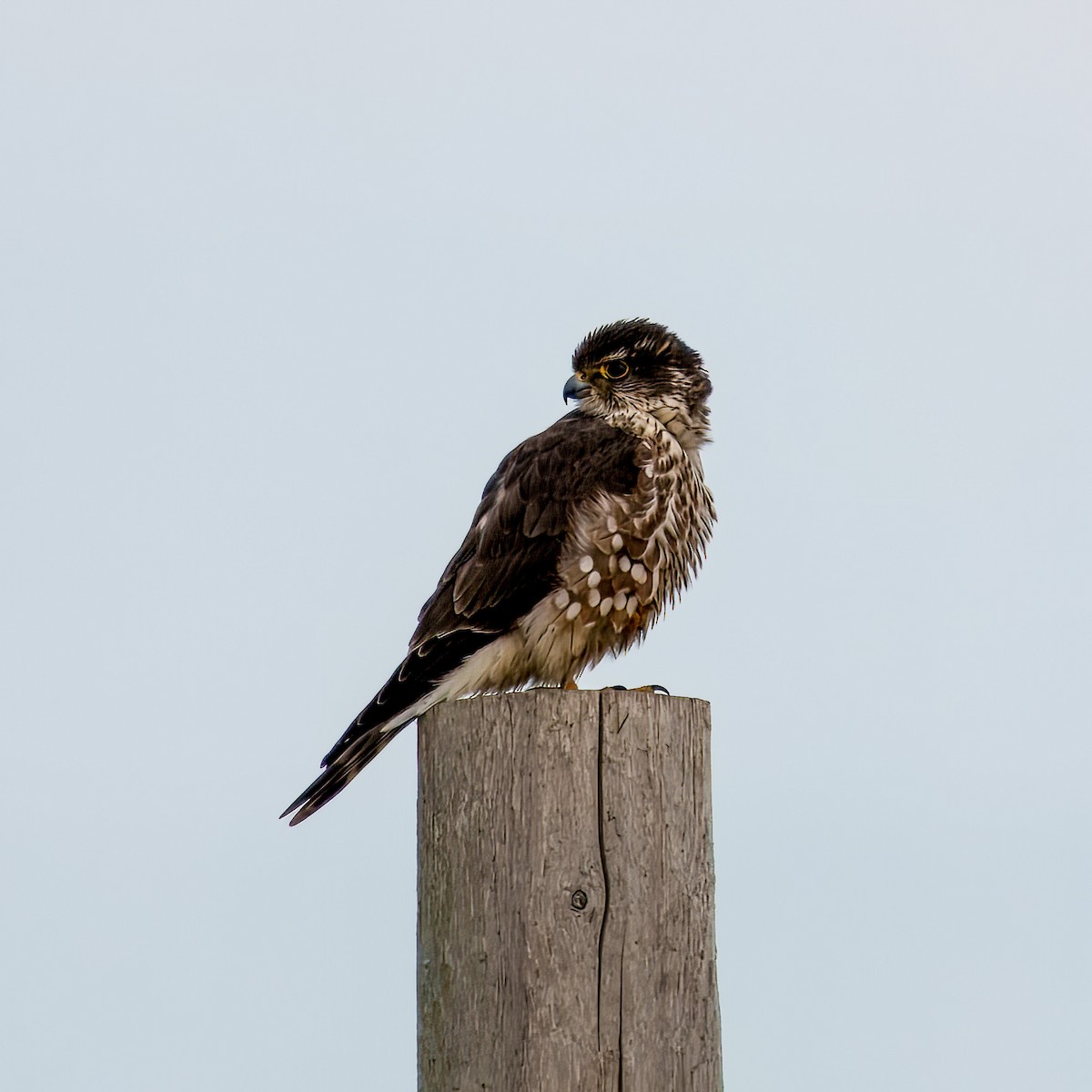 Merlin - ML631515476