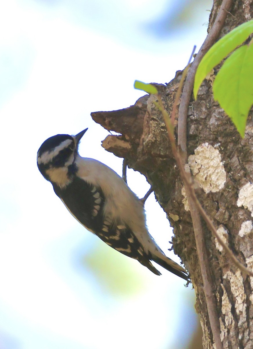 Downy Woodpecker - ML631515499