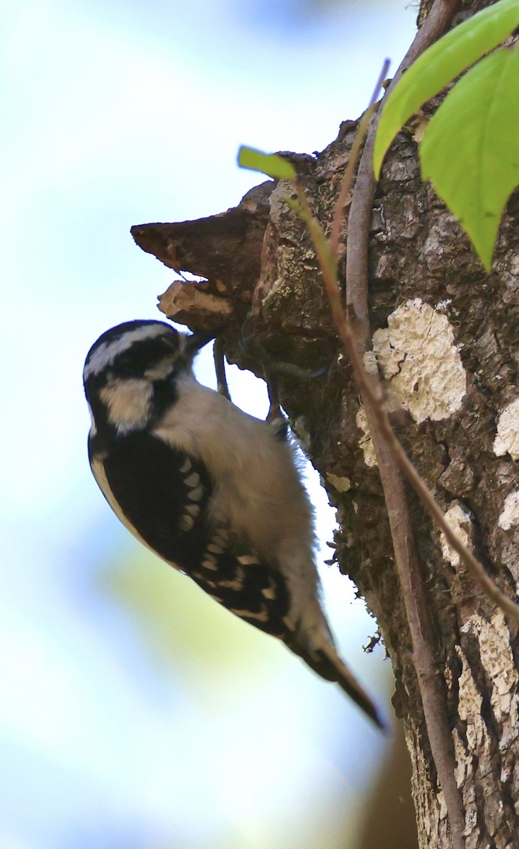 Downy Woodpecker - ML631515500