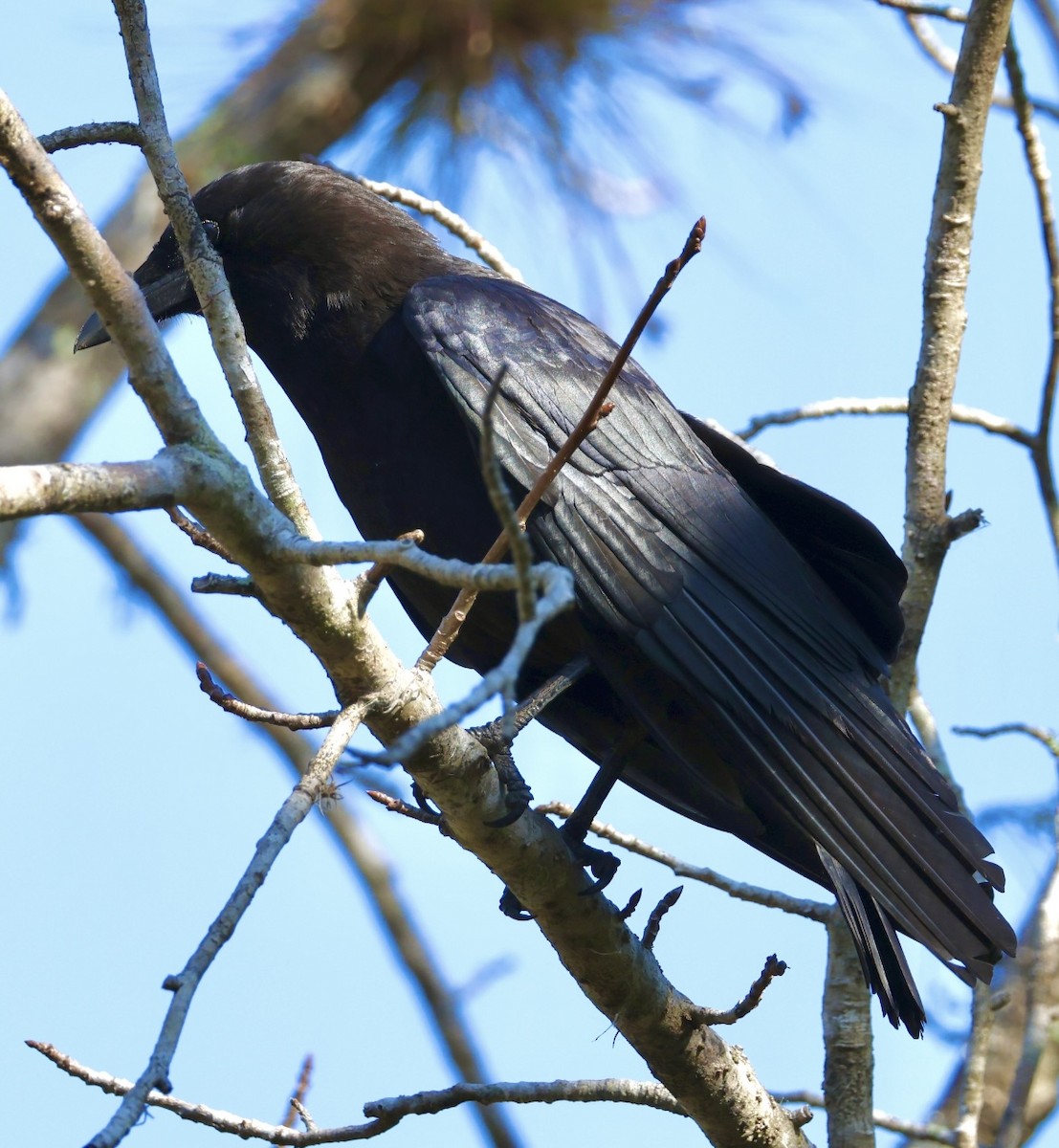 American Crow - ML631515570