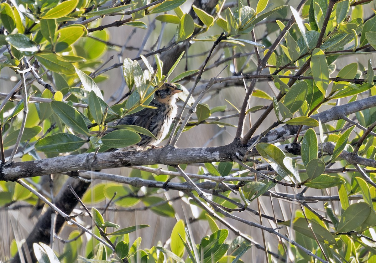 Bruant à queue aiguë - ML631515816