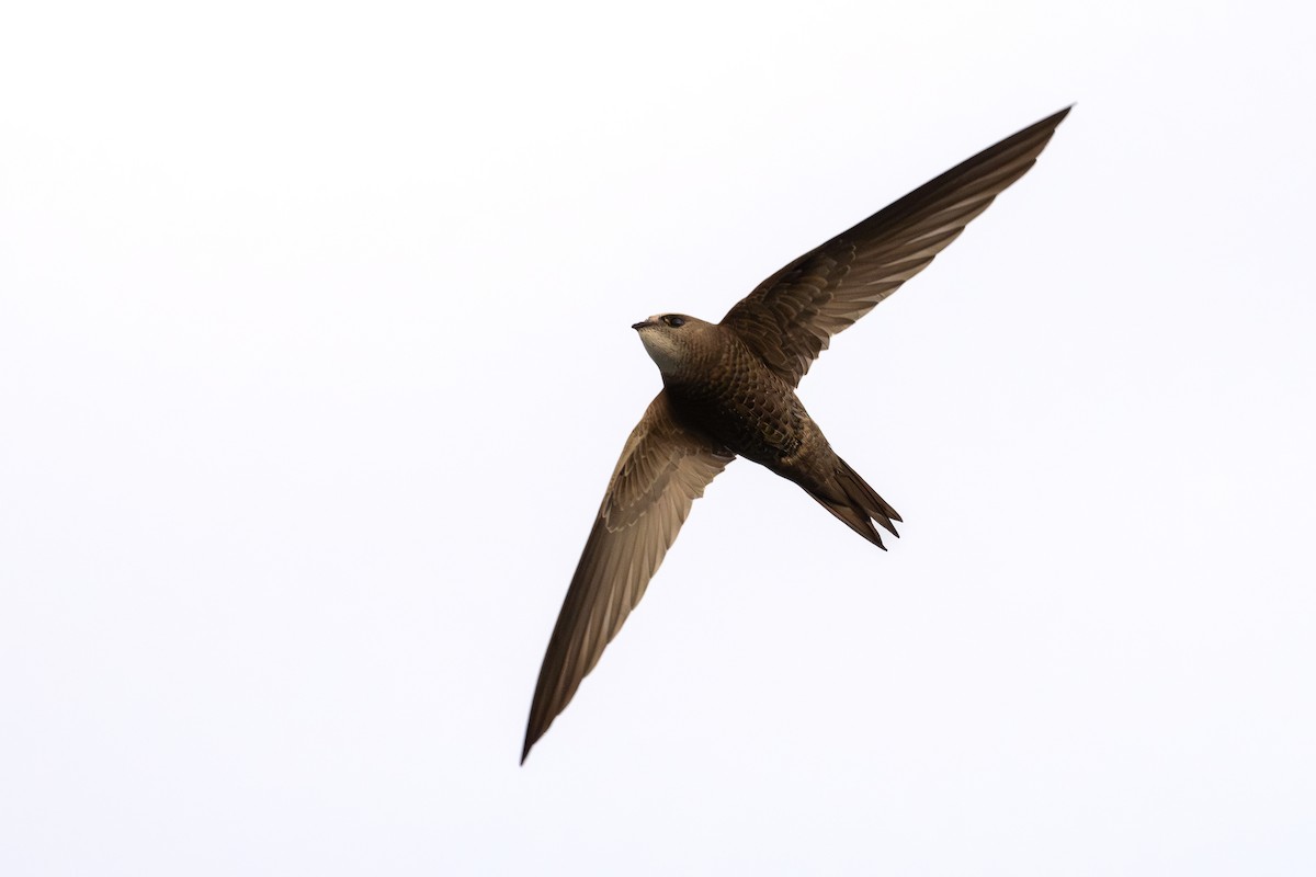 Pallid Swift - ML631515898