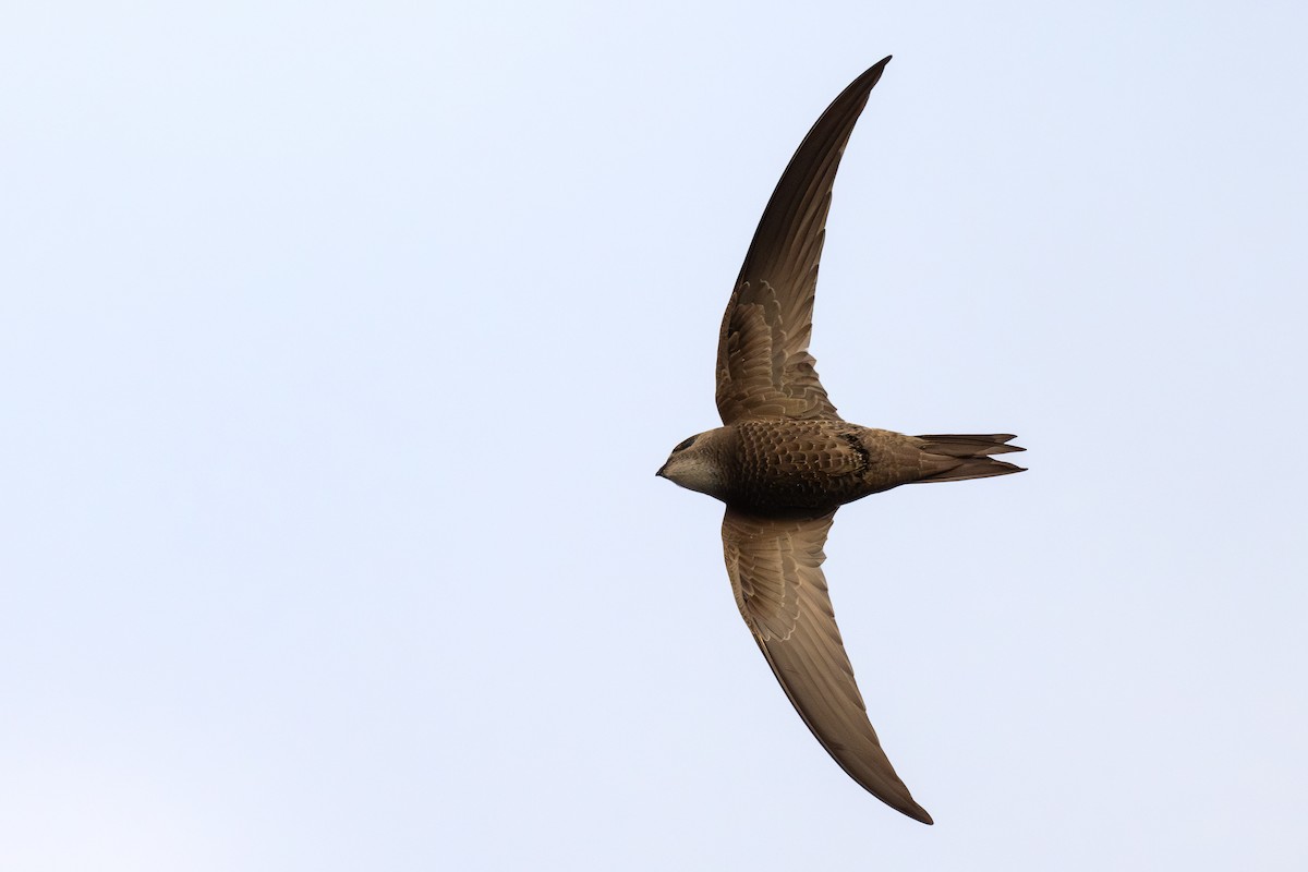 Pallid Swift - ML631515904