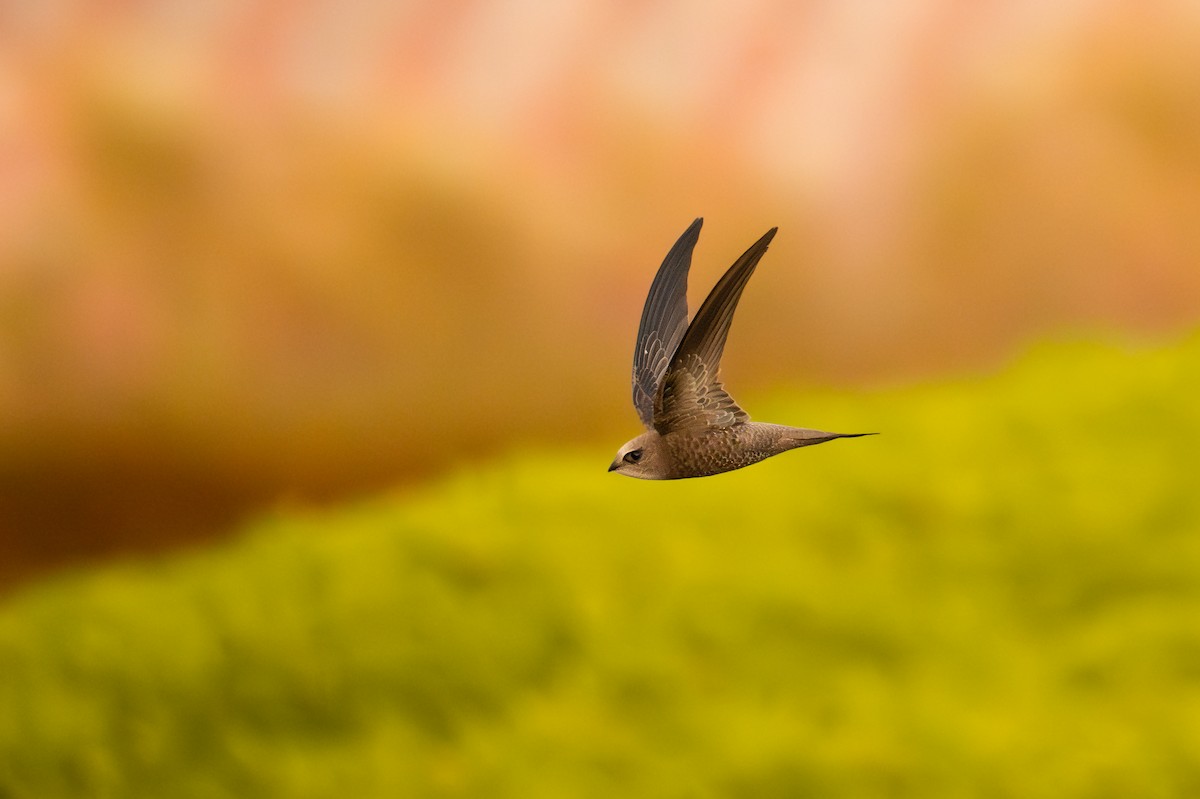 Pallid Swift - ML631516074