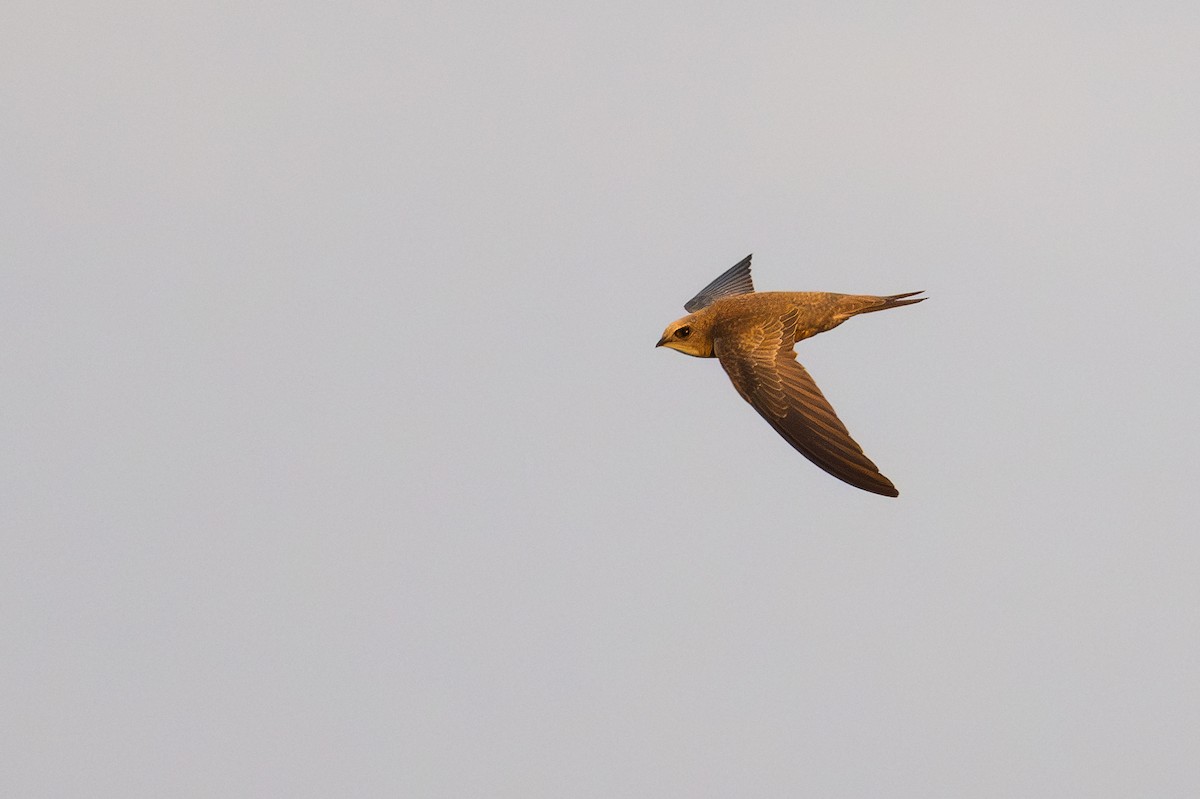 Pallid Swift - ML631516106