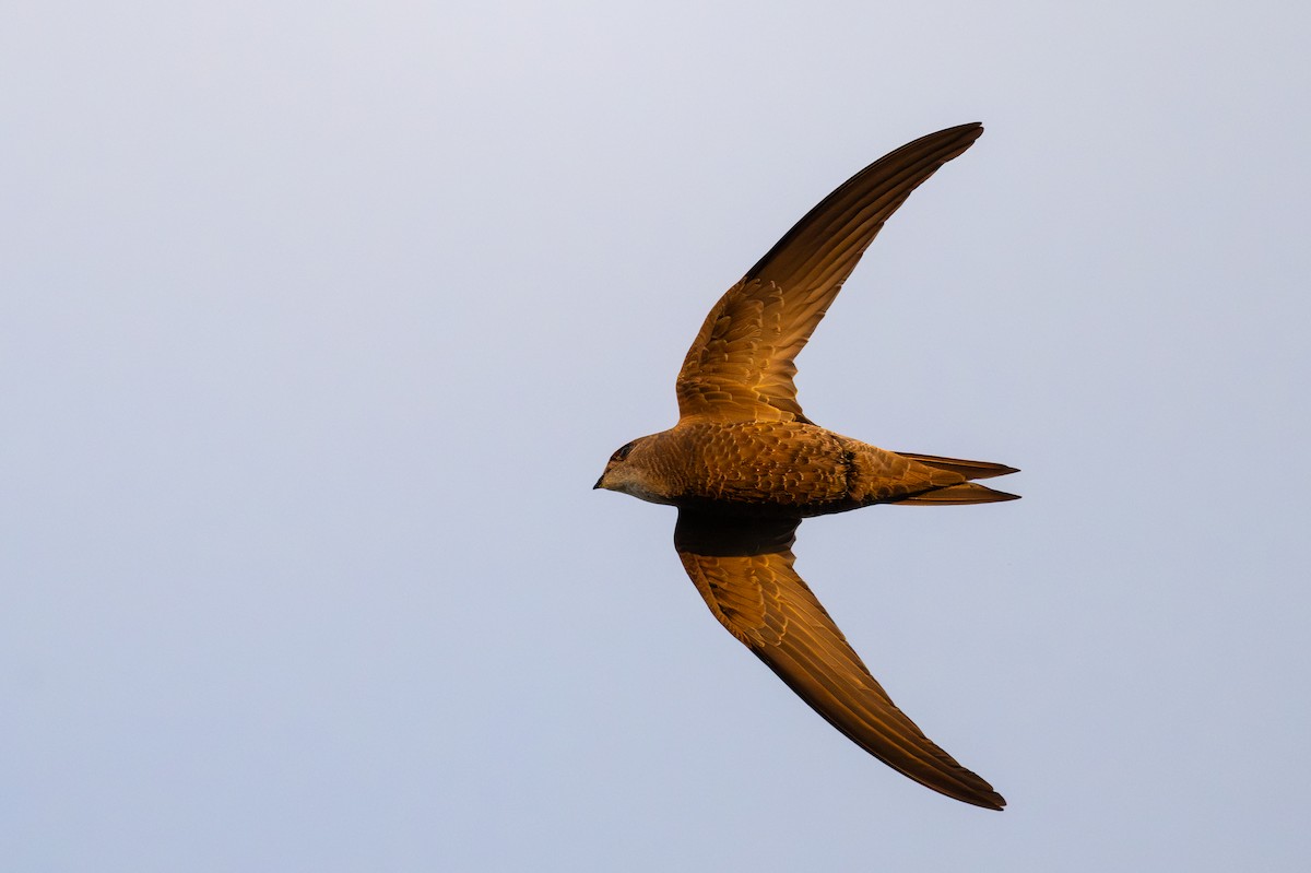 Pallid Swift - ML631516107