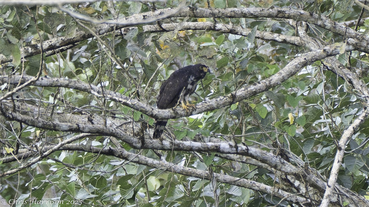 Gray-headed Kite - ML631516252