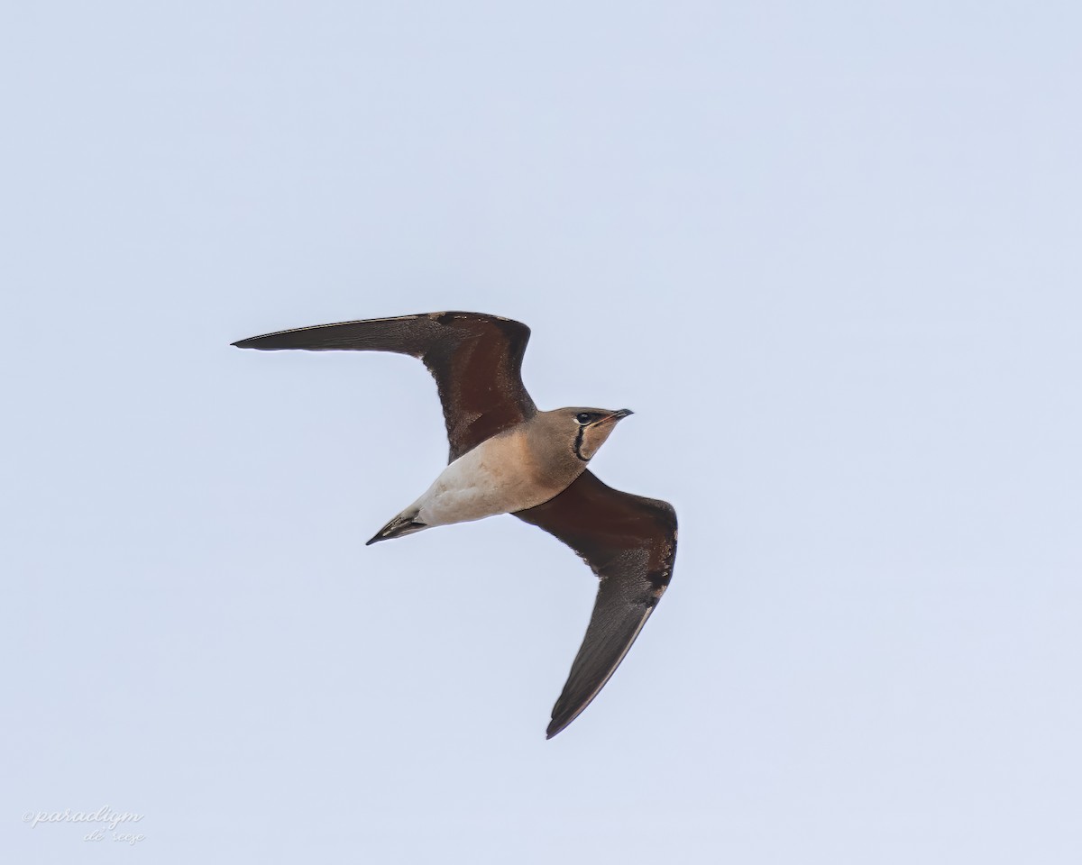 Oriental Pratincole - ML631516300