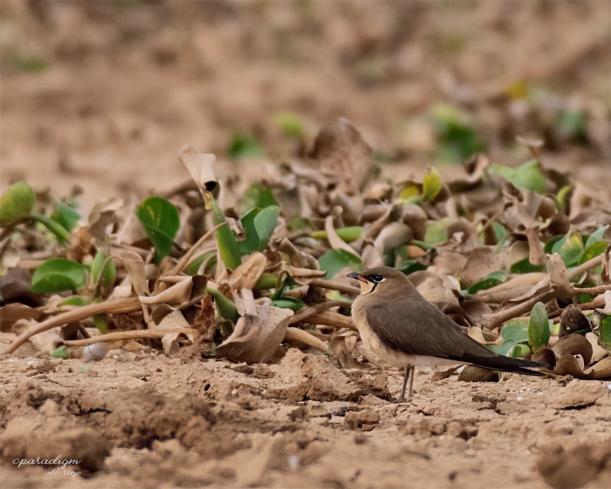 Oriental Pratincole - ML631516301