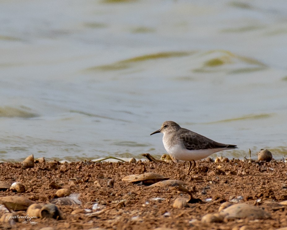 Temminck's Stint - ML631516487