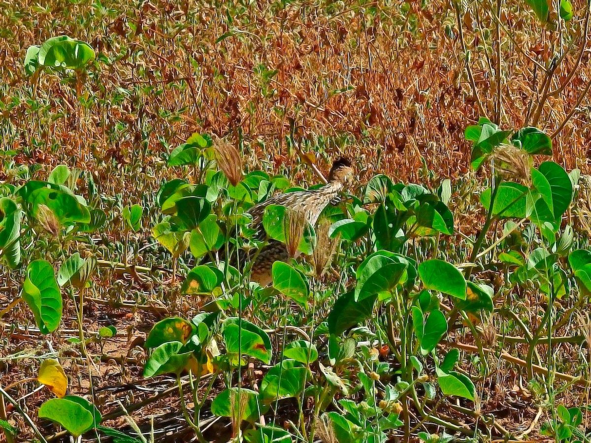 White-bellied Nothura - ML631516944