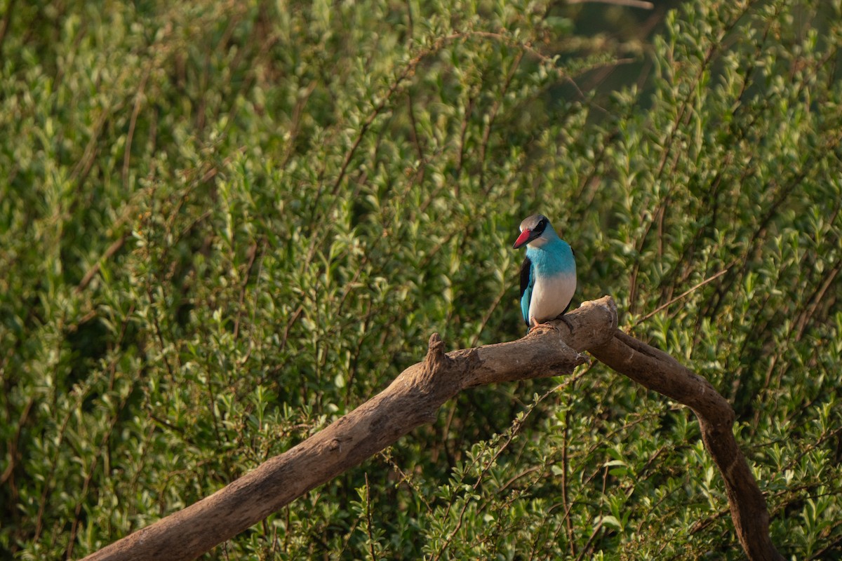 Blue-breasted Kingfisher - ML631517135