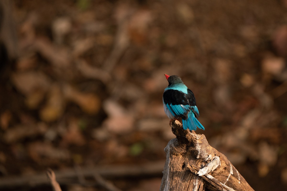 Blue-breasted Kingfisher - ML631517137