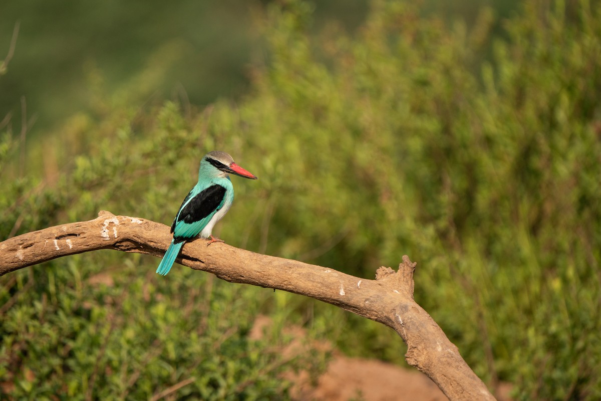 Blue-breasted Kingfisher - ML631517138