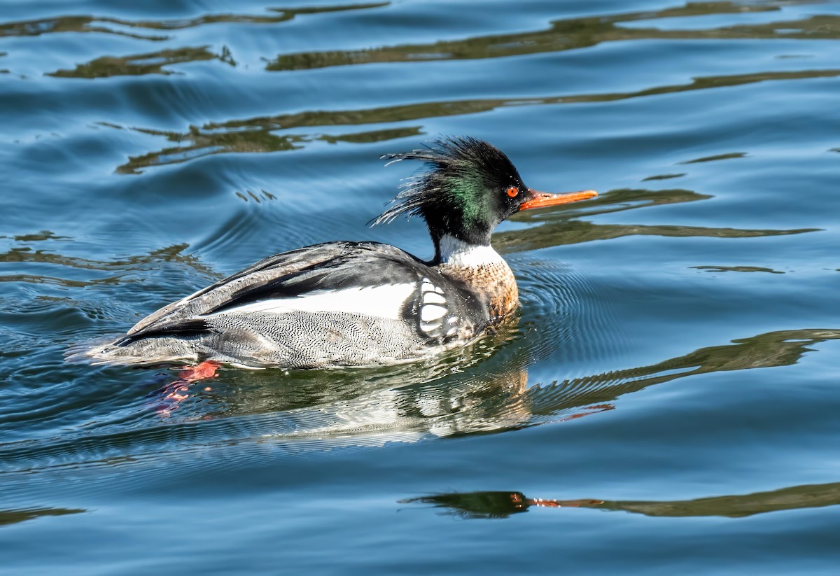 morčák prostřední - ML631517504