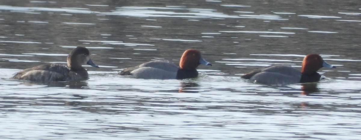 Redhead - ML631517529