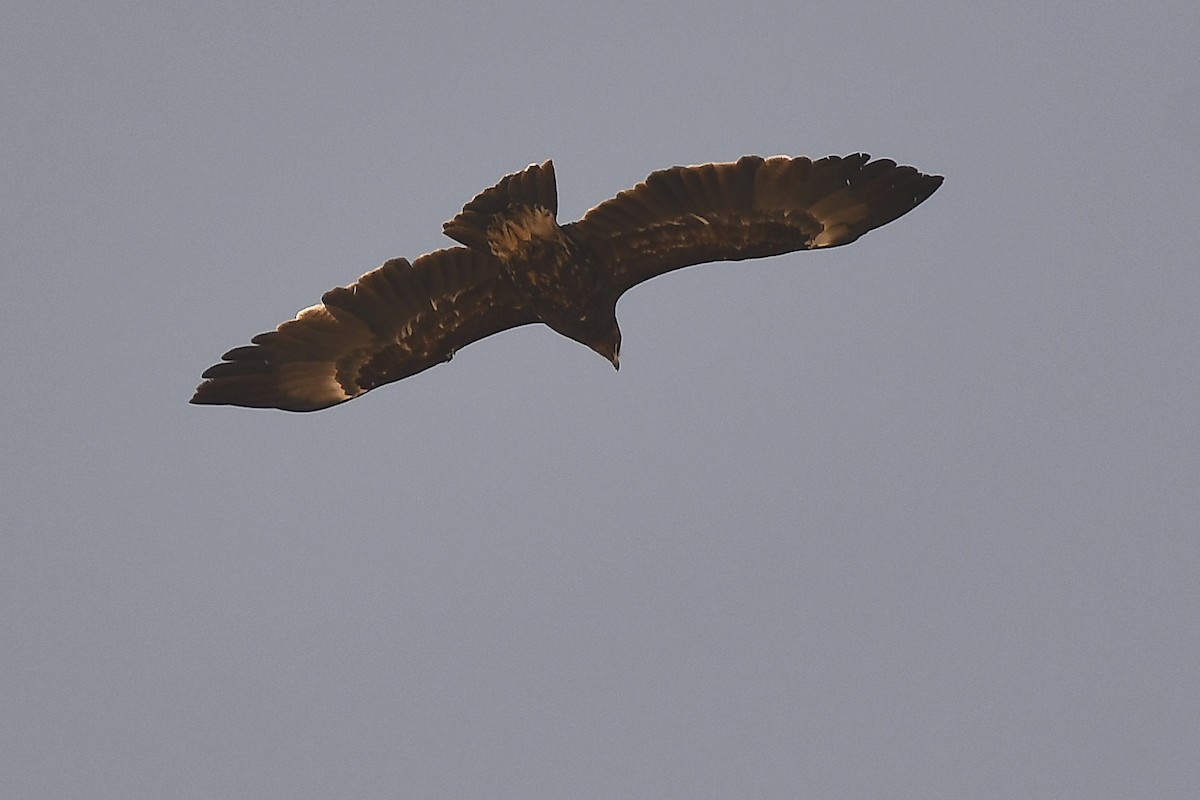 Greater Spotted Eagle - ML631517535