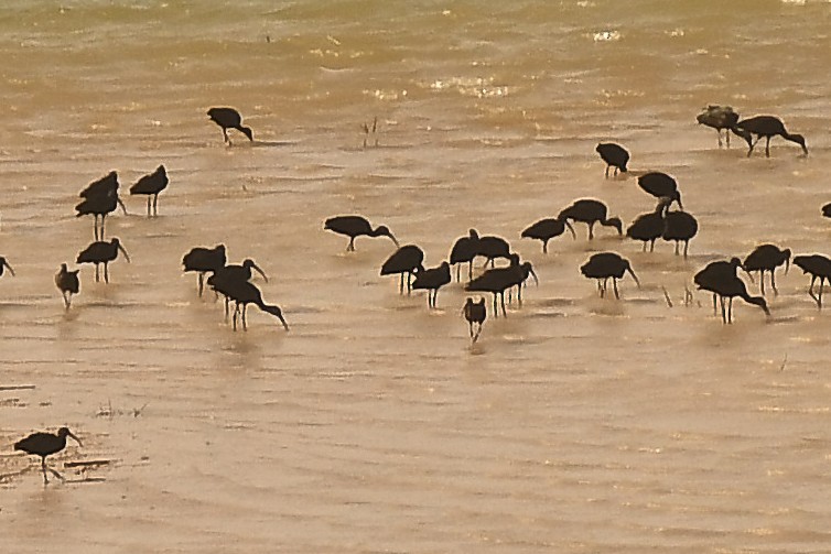 Glossy Ibis - ML631517544