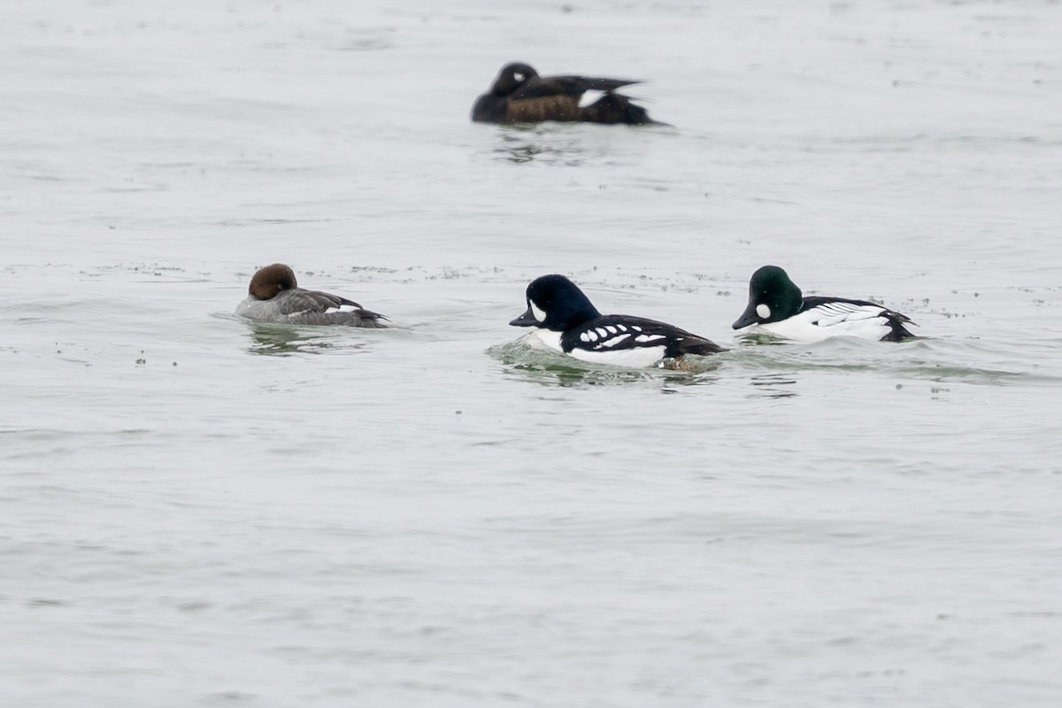 Barrow's Goldeneye - Bill Massaro