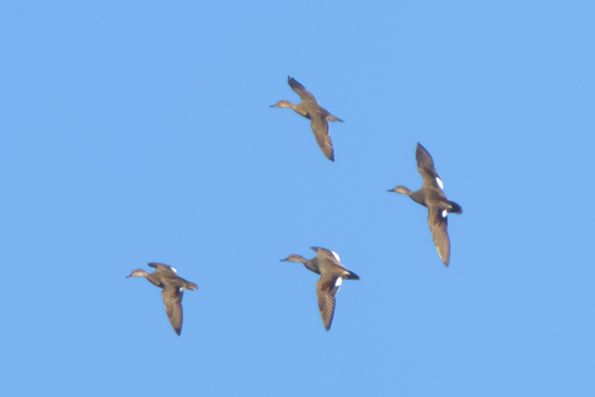 Northern Pintail - ML631517683