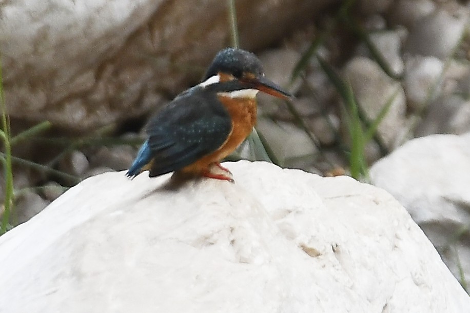Common Kingfisher - ML631517687