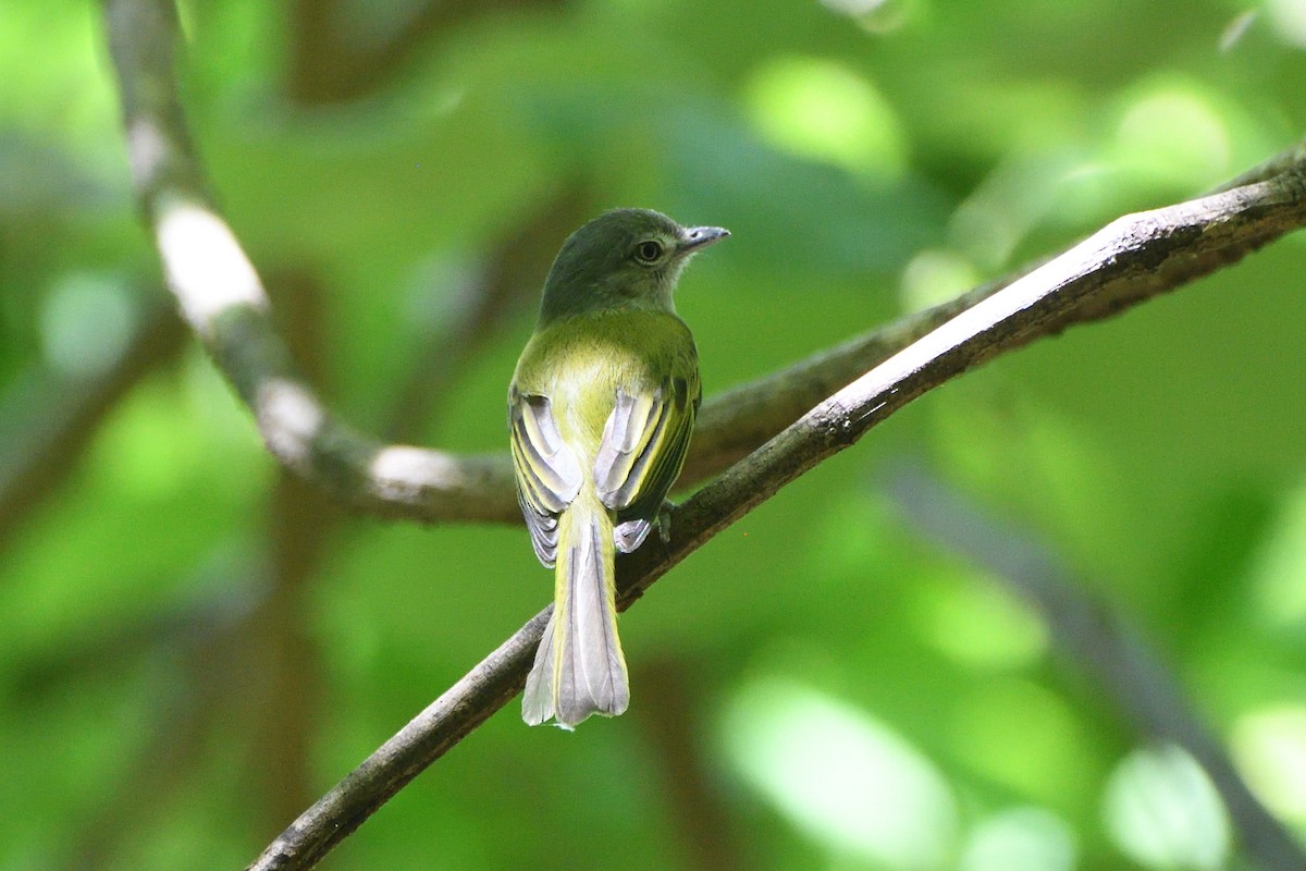 Yellow-olive Flatbill - ML631518023