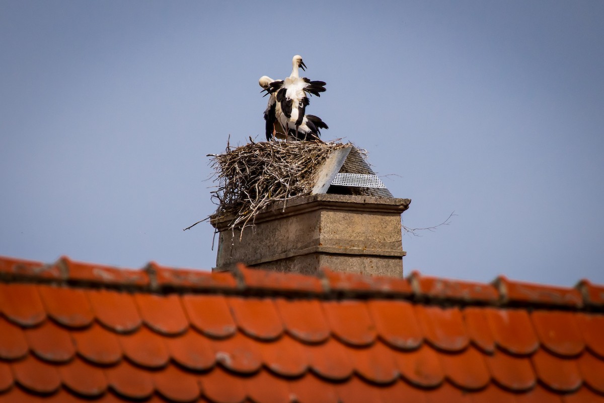 White Stork - ML631518078