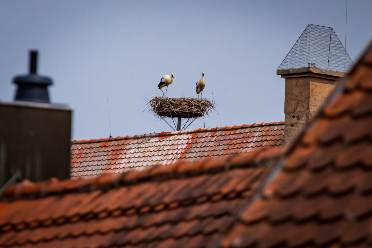 White Stork - ML631518079