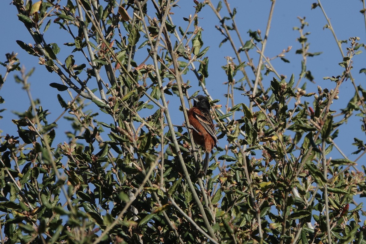 Orchard Oriole - ML631518242