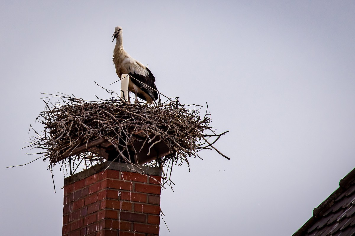 White Stork - ML631518265