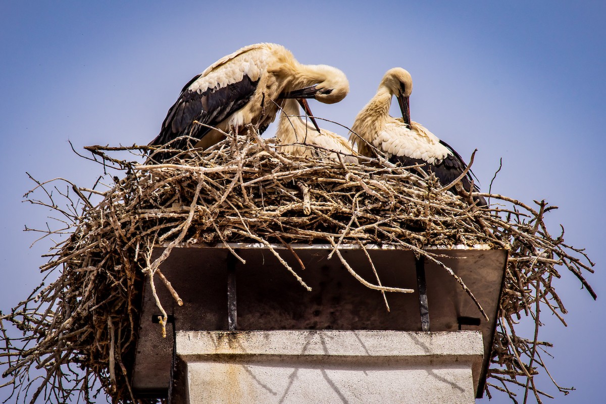 White Stork - ML631518268