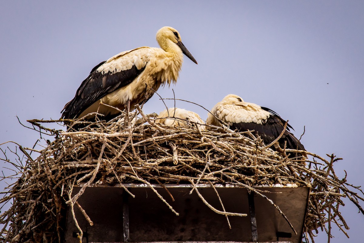 White Stork - ML631518269