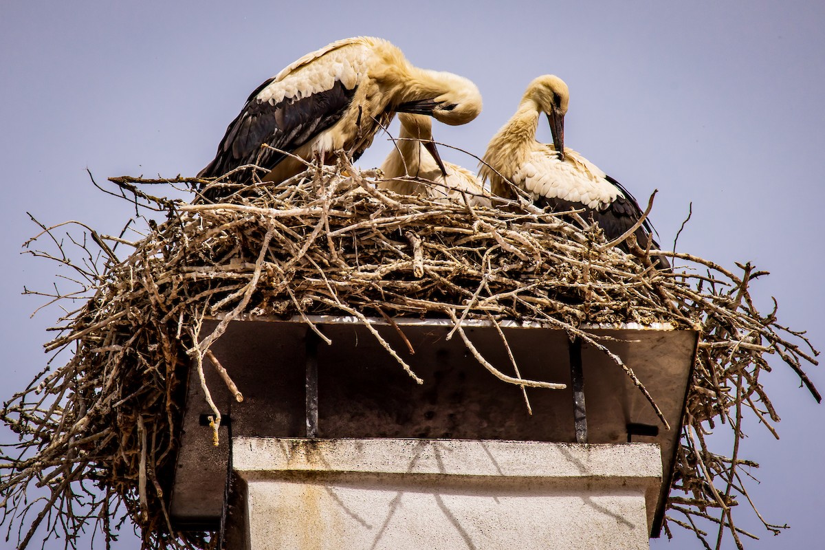 White Stork - ML631518270