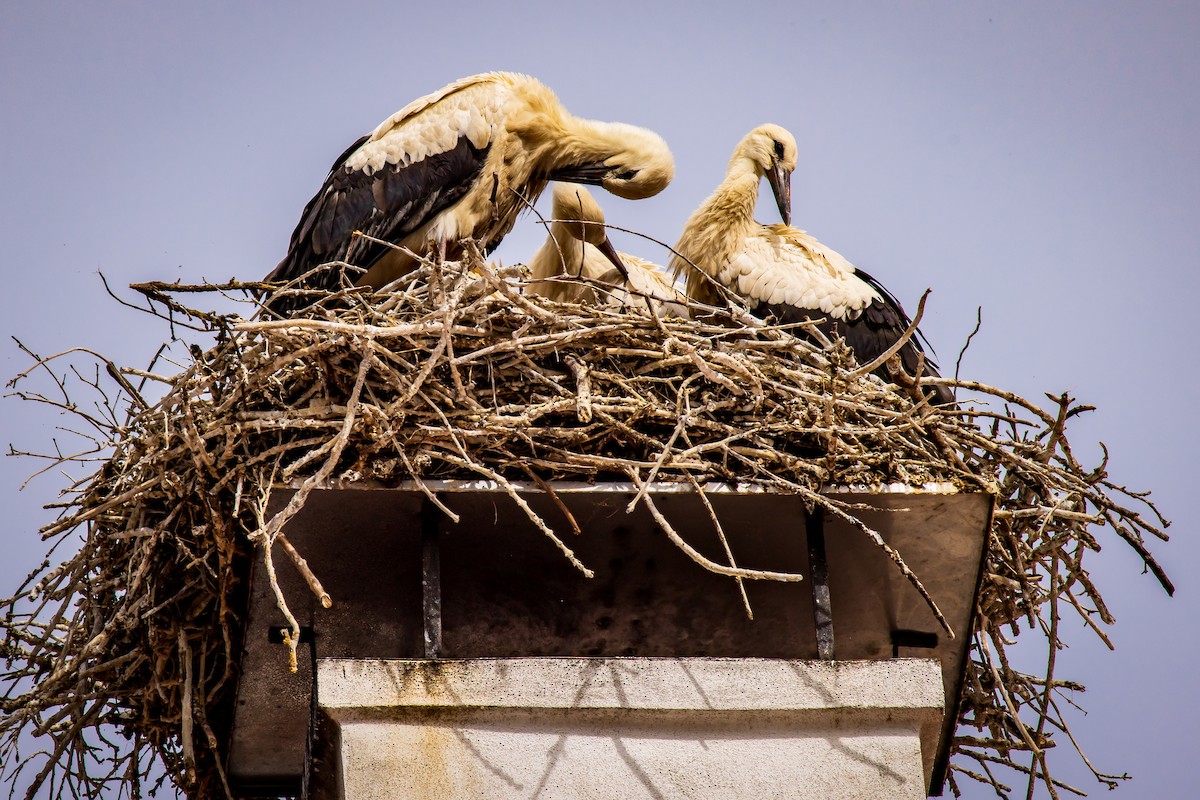 White Stork - ML631518272