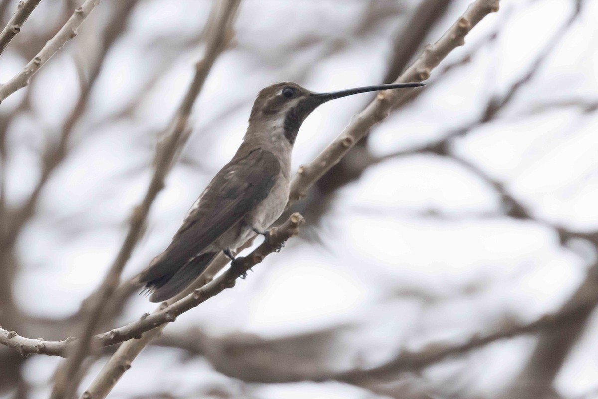 Plain-capped Starthroat - ML631518301