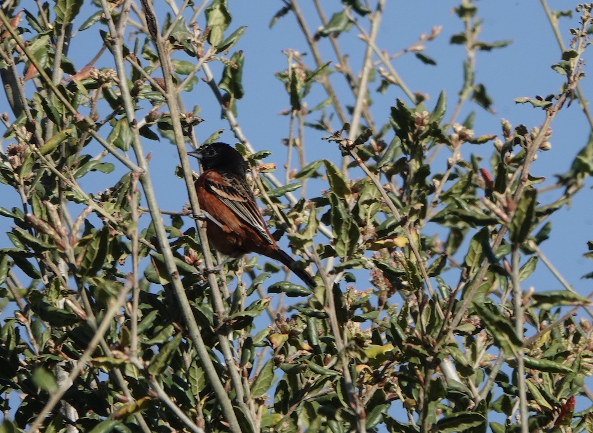 Orchard Oriole - ML631518326