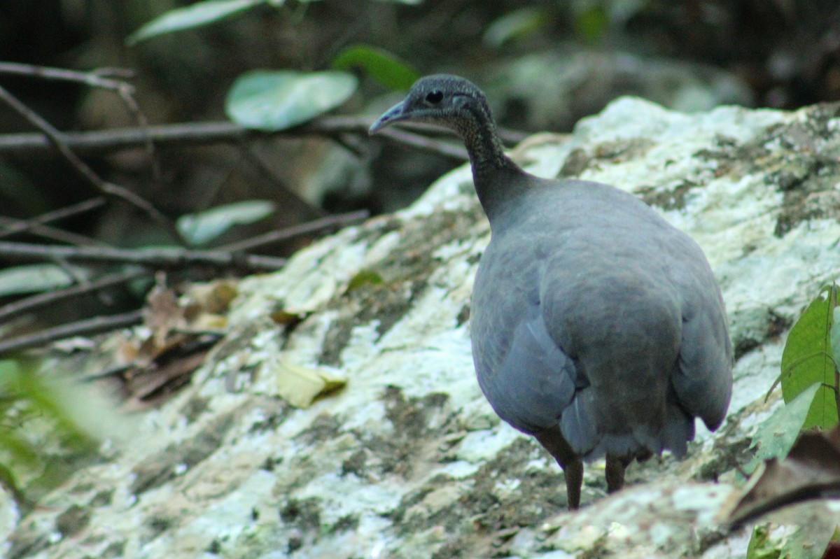 Gray Tinamou - ML631518328