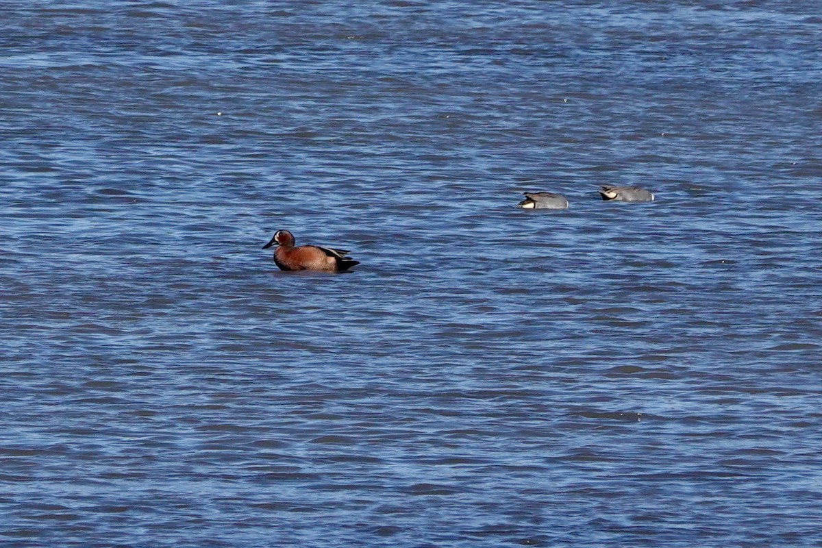 Blue-winged x Cinnamon Teal (hybrid) - ML631518587
