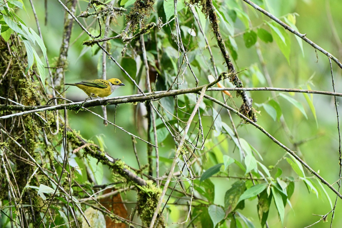 Silver-throated Tanager - ML631518766