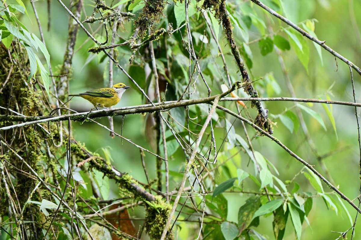 Silver-throated Tanager - ML631518767