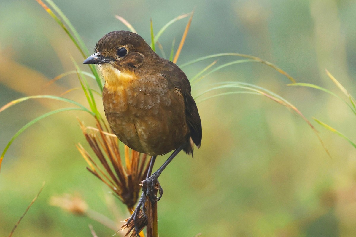 Tawny Antpitta - ML631518799